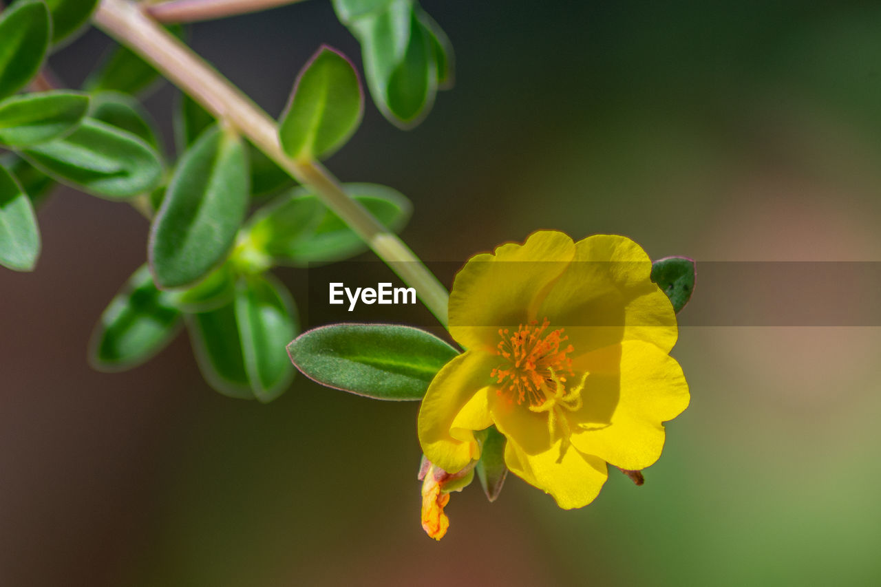 Close-up of yellow flowering plant