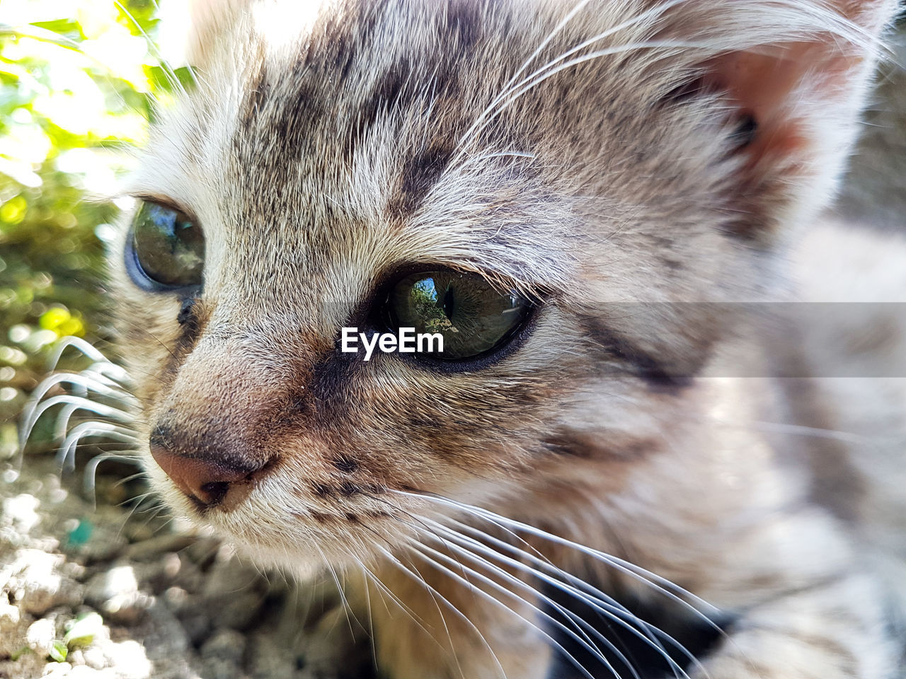 CLOSE-UP OF CAT LOOKING AWAY OUTDOORS