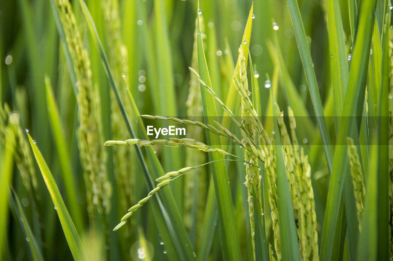 Close-up of wet grass on field