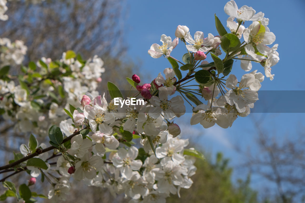 plant, flower, flowering plant, blossom, beauty in nature, fragility, tree, freshness, springtime, growth, nature, spring, branch, sky, flower head, close-up, cherry blossom, inflorescence, fruit tree, white, petal, botany, no people, day, focus on foreground, outdoors, twig, blue, produce, apple tree, cherry tree, pink, low angle view, clear sky, apple blossom, sunlight, fruit, food, food and drink, sunny, agriculture, almond tree