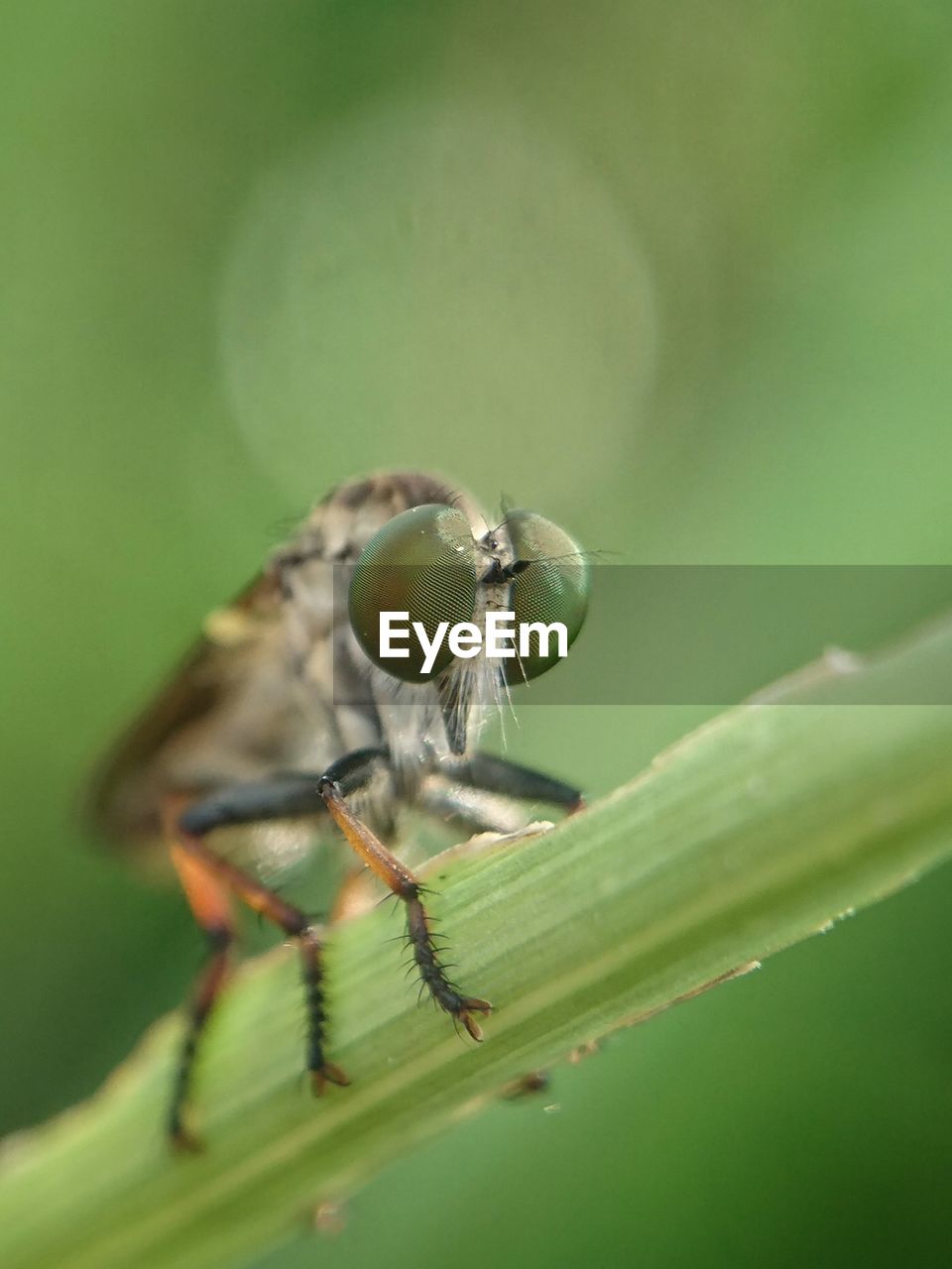 CLOSE-UP OF INSECT