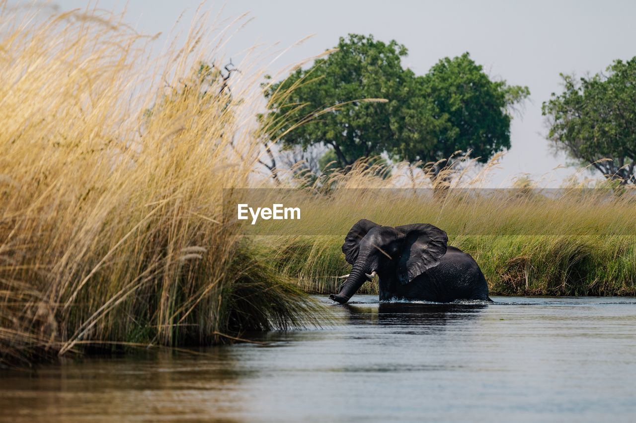 Elephant swimming in river