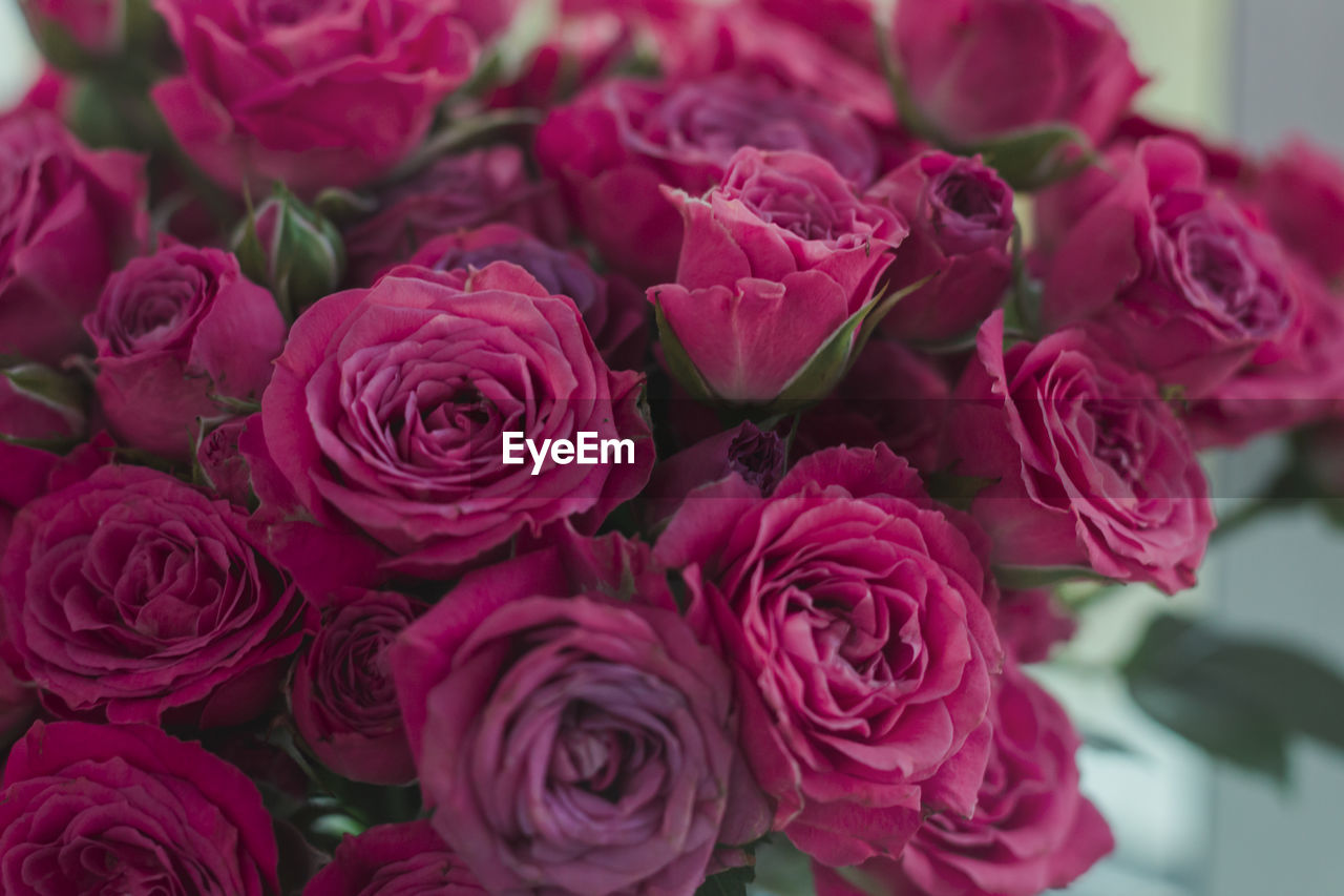 Close-up of pink roses