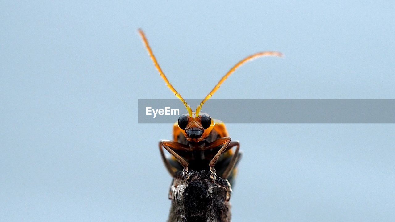 Close-up of insect on dried plant against clear sky