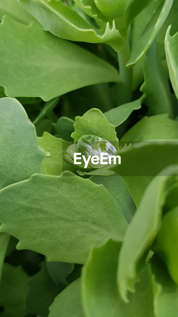 CLOSE-UP OF GREEN LEAVES OF PLANT