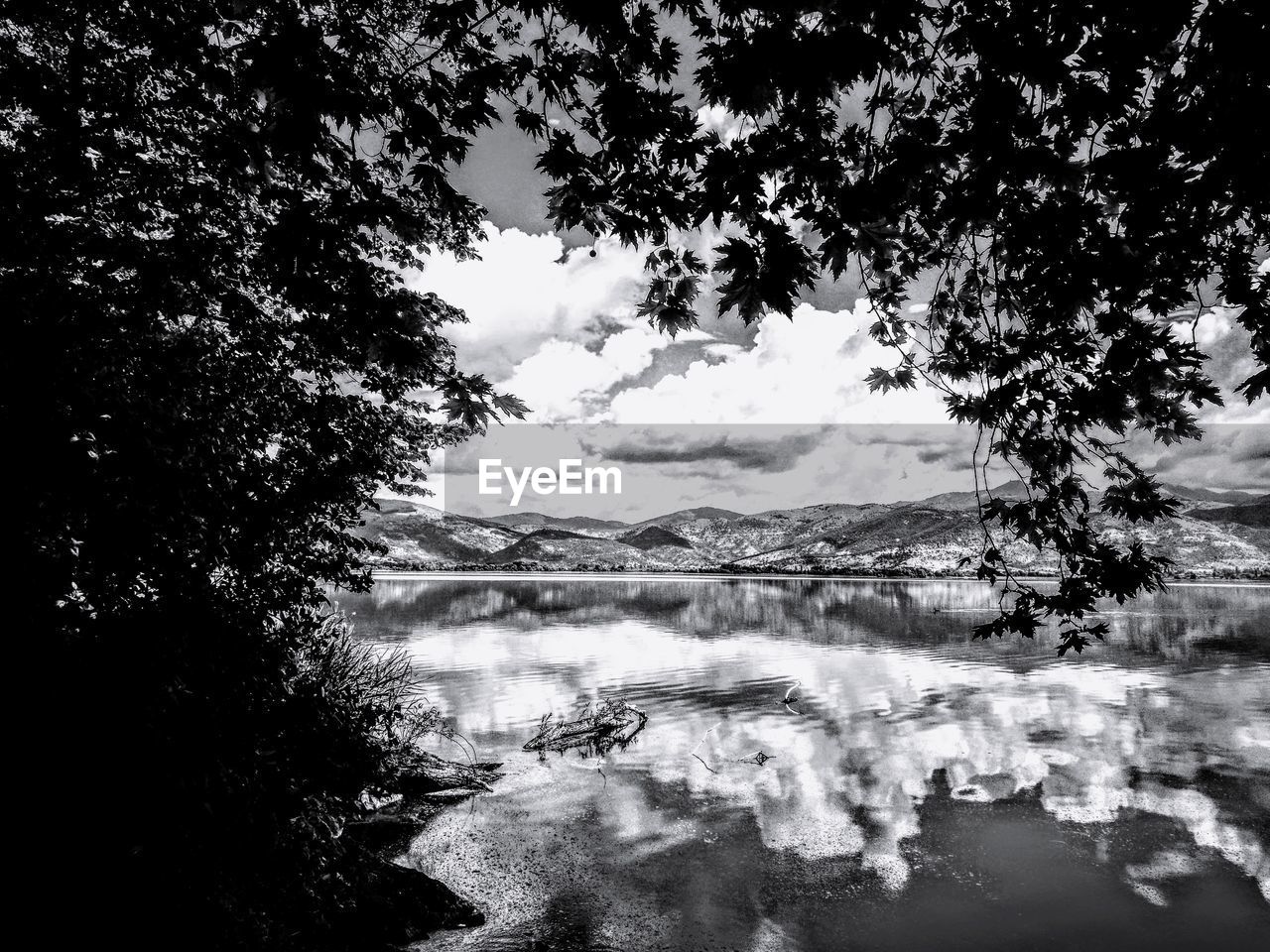 TREES BY LAKE AGAINST SKY