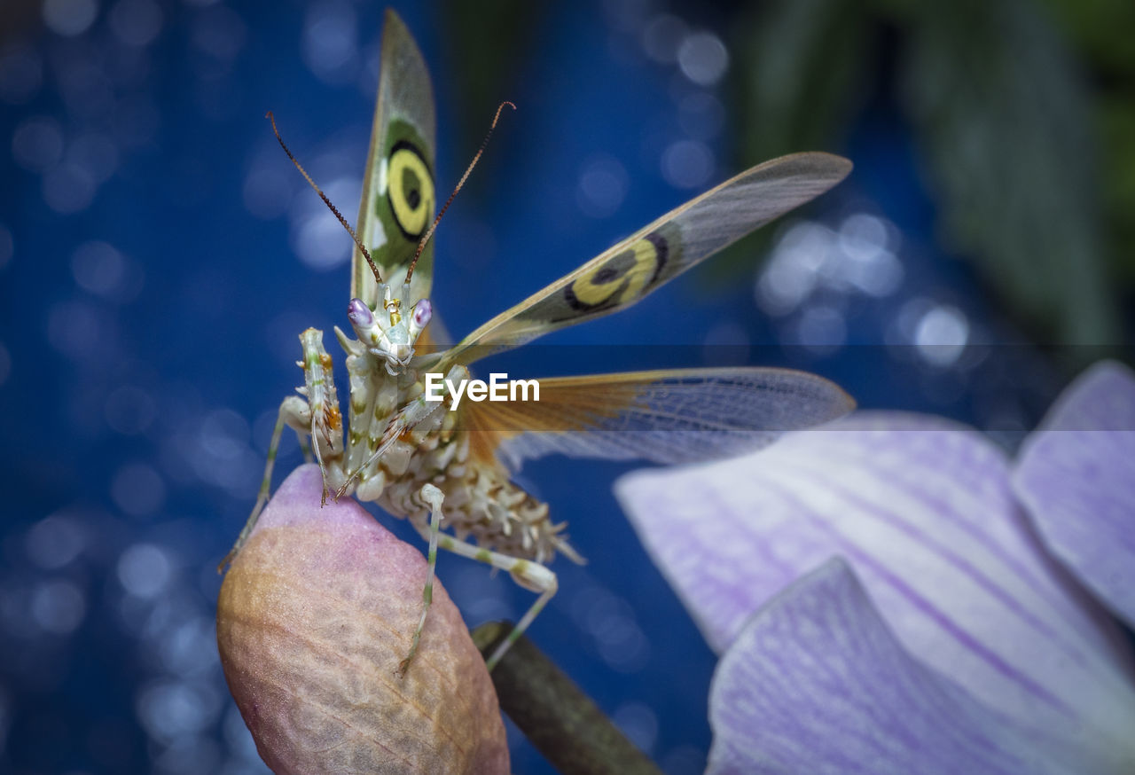 CLOSE-UP OF BUTTERFLY ON A HAND