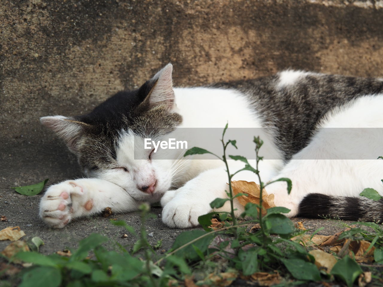 CLOSE-UP OF CAT SLEEPING BY WALL