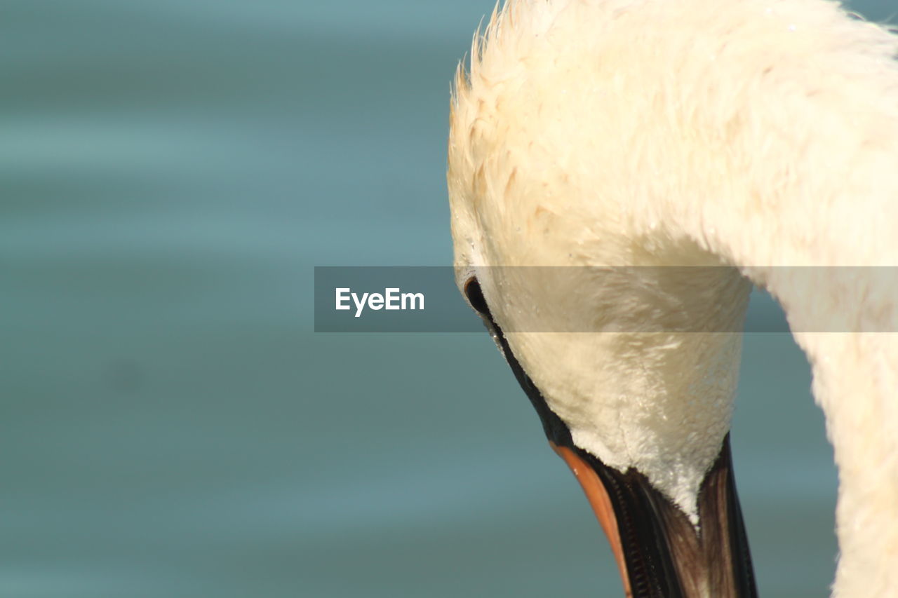 CLOSE-UP OF A SWAN