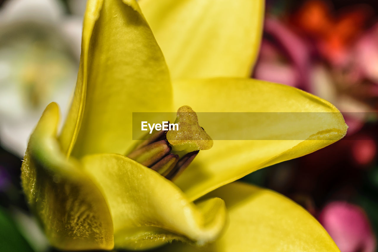 Close-up of yellow flower