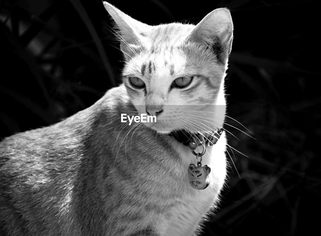 animal, animal themes, pet, mammal, cat, one animal, domestic animals, domestic cat, whiskers, feline, black and white, black, white, small to medium-sized cats, monochrome, portrait, monochrome photography, felidae, close-up, animal body part, no people, looking at camera, focus on foreground, looking, facial expression