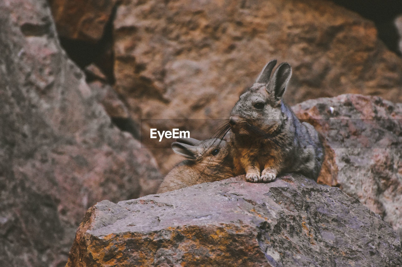 Close-up of animal on rock