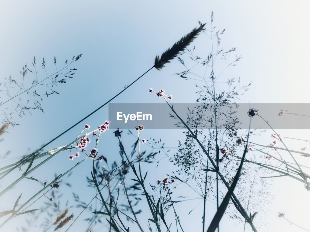 LOW ANGLE VIEW OF BIRDS PERCHING ON TREE