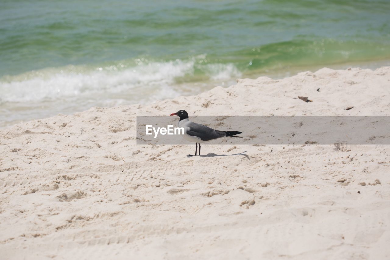 Sea bird on beach