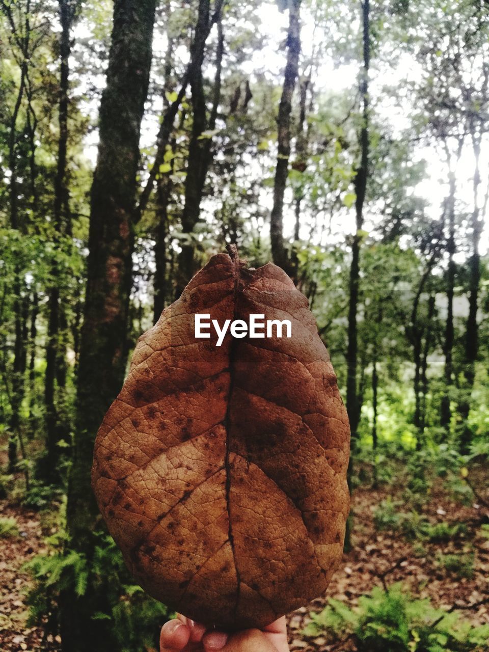 CLOSE-UP OF DRY LEAF ON TREE TRUNK