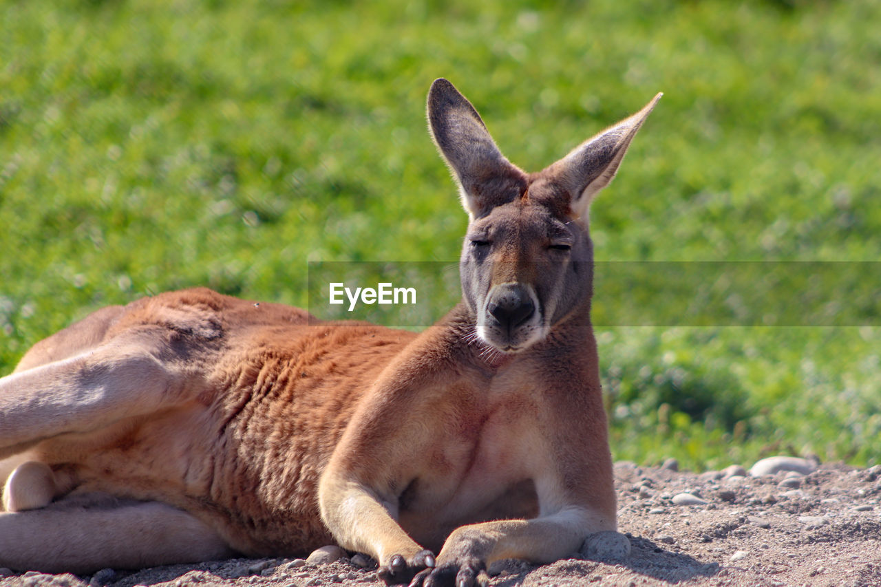 PORTRAIT OF GIRAFFE LYING ON LAND