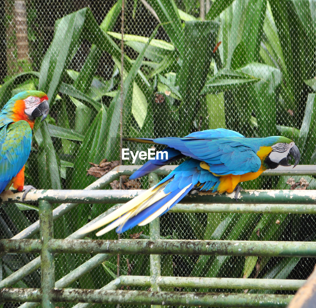 Gold and blue macaws in cage at zoo