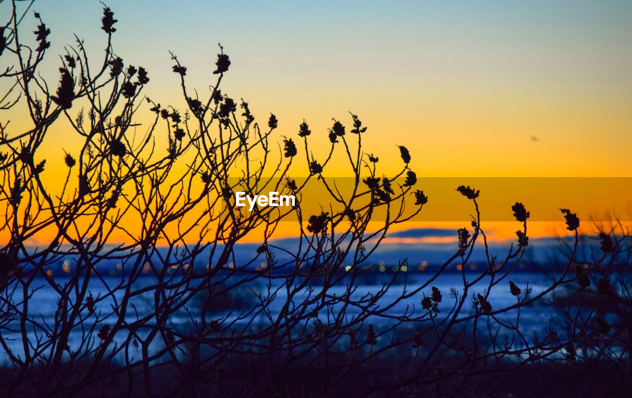 Silhouette plants against sky during sunset