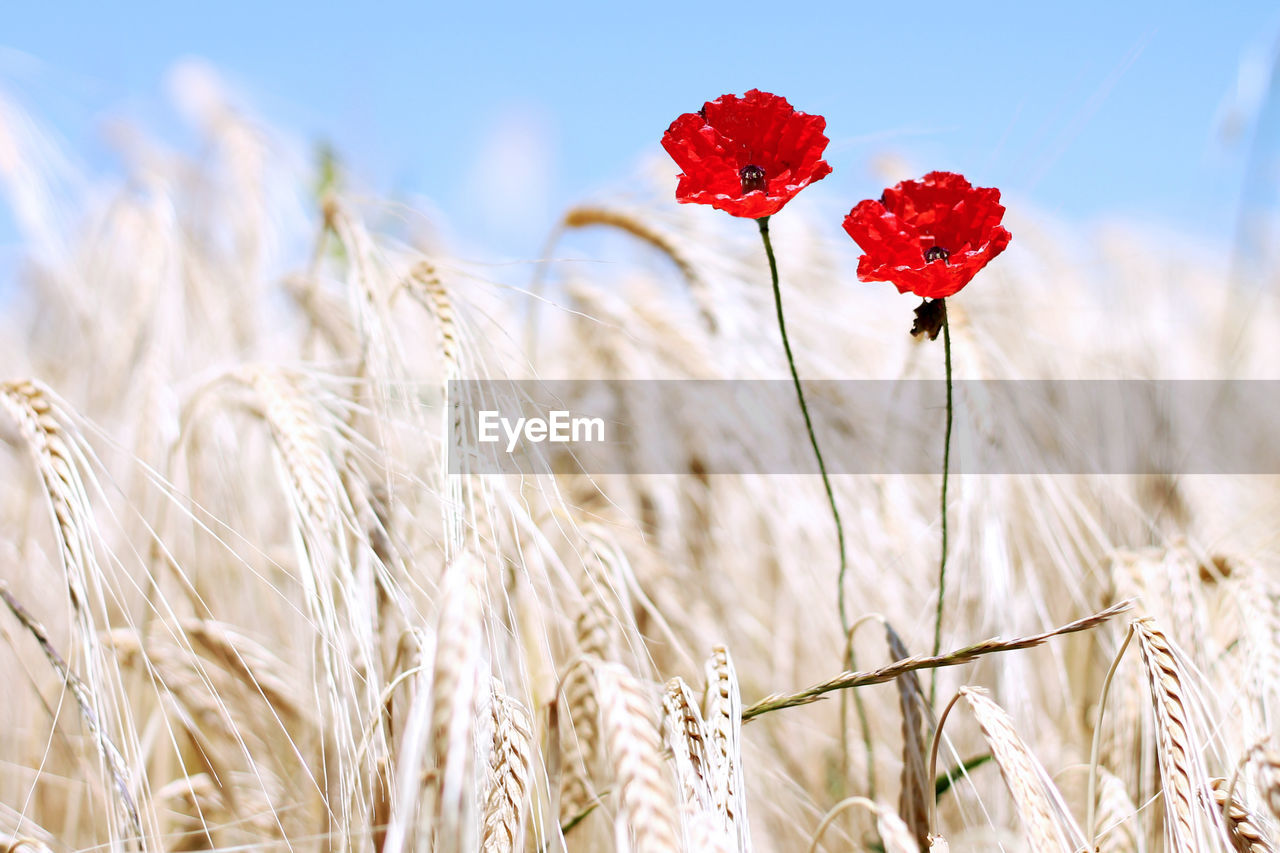 Close-up of red poppy growing in field