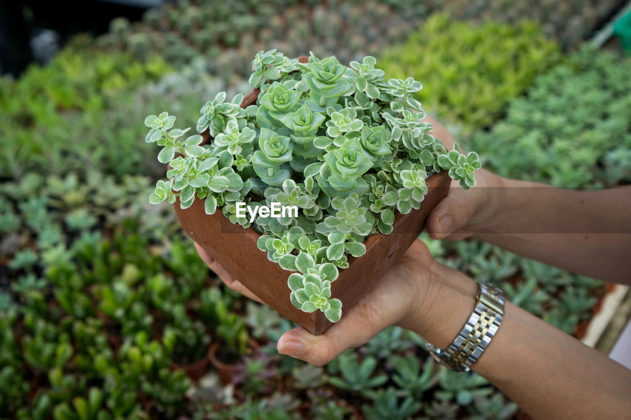 Close-up of hand holding leaf