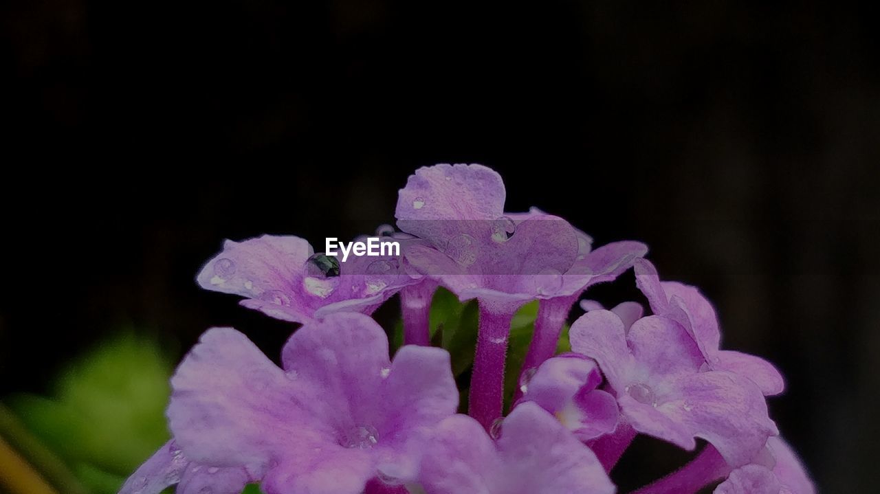 CLOSE-UP OF WATER DROPS ON PURPLE FLOWERS