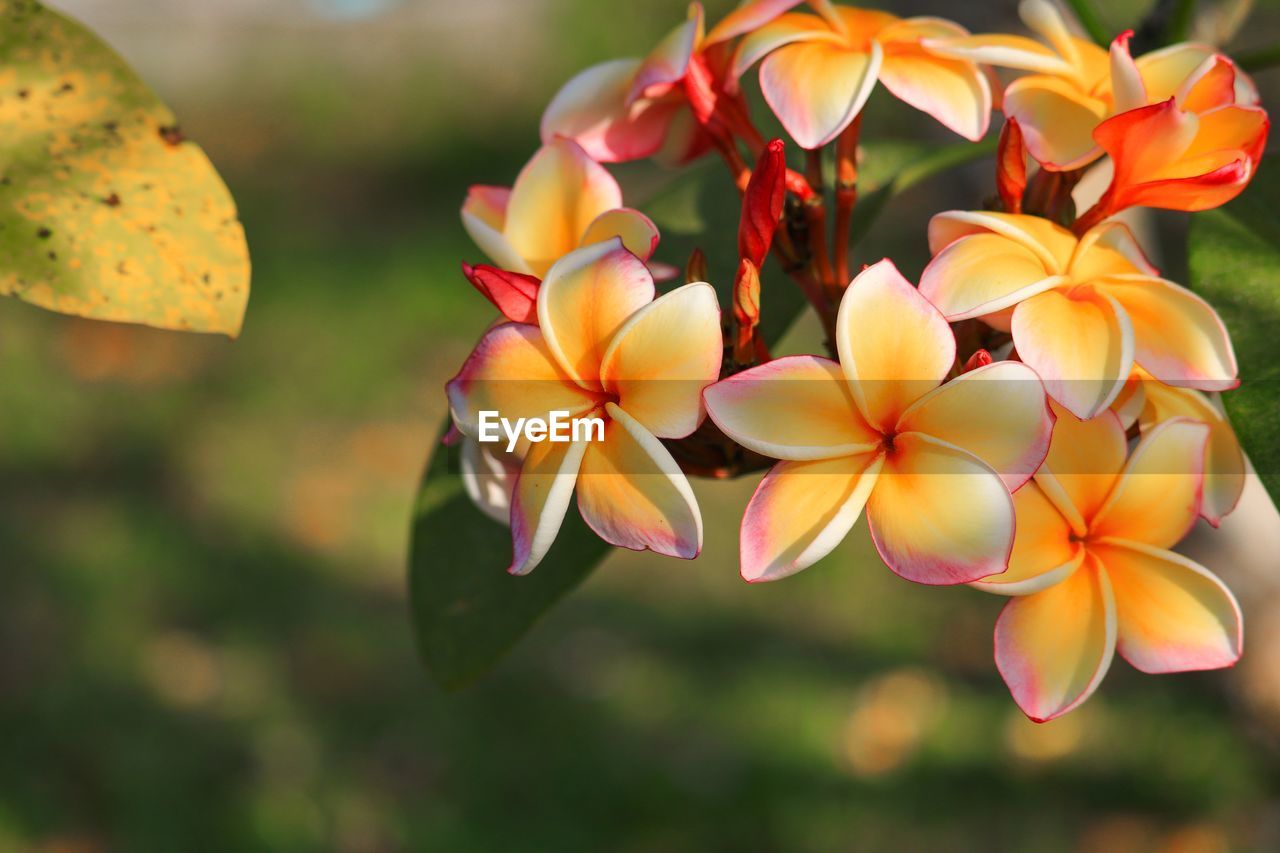 Close-up of yellow flowering plant