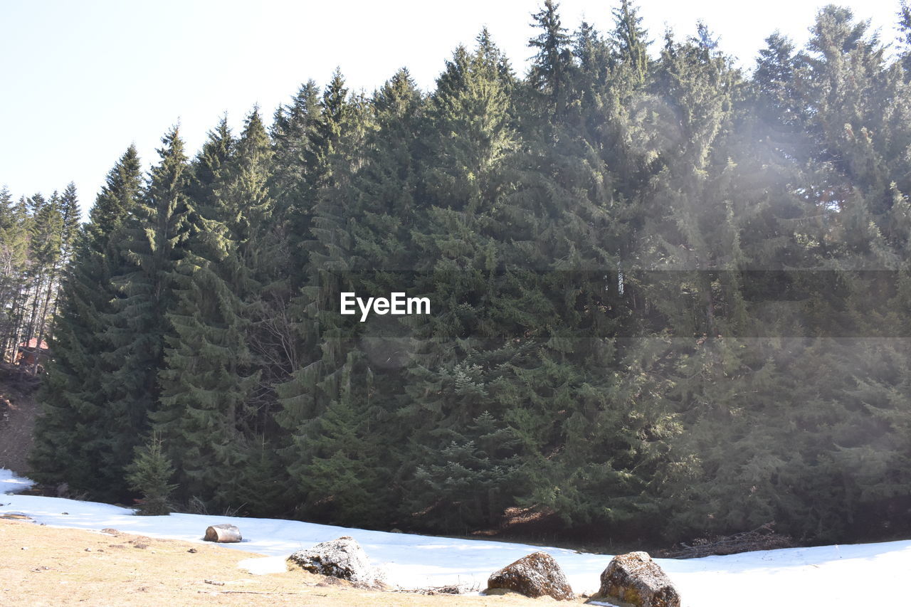 PINE TREES ON SNOW COVERED LAND