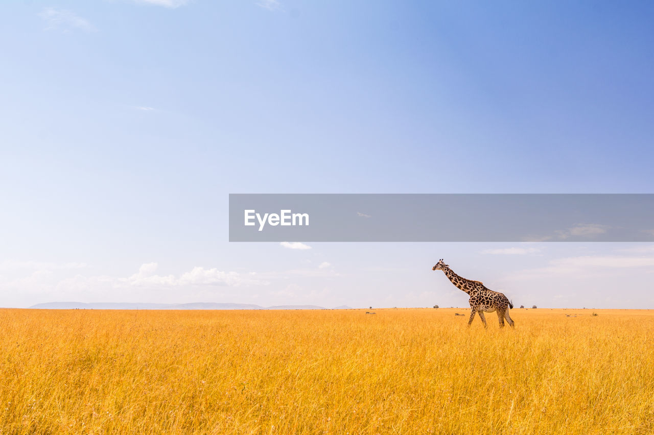 Scenic view of giraffe in field