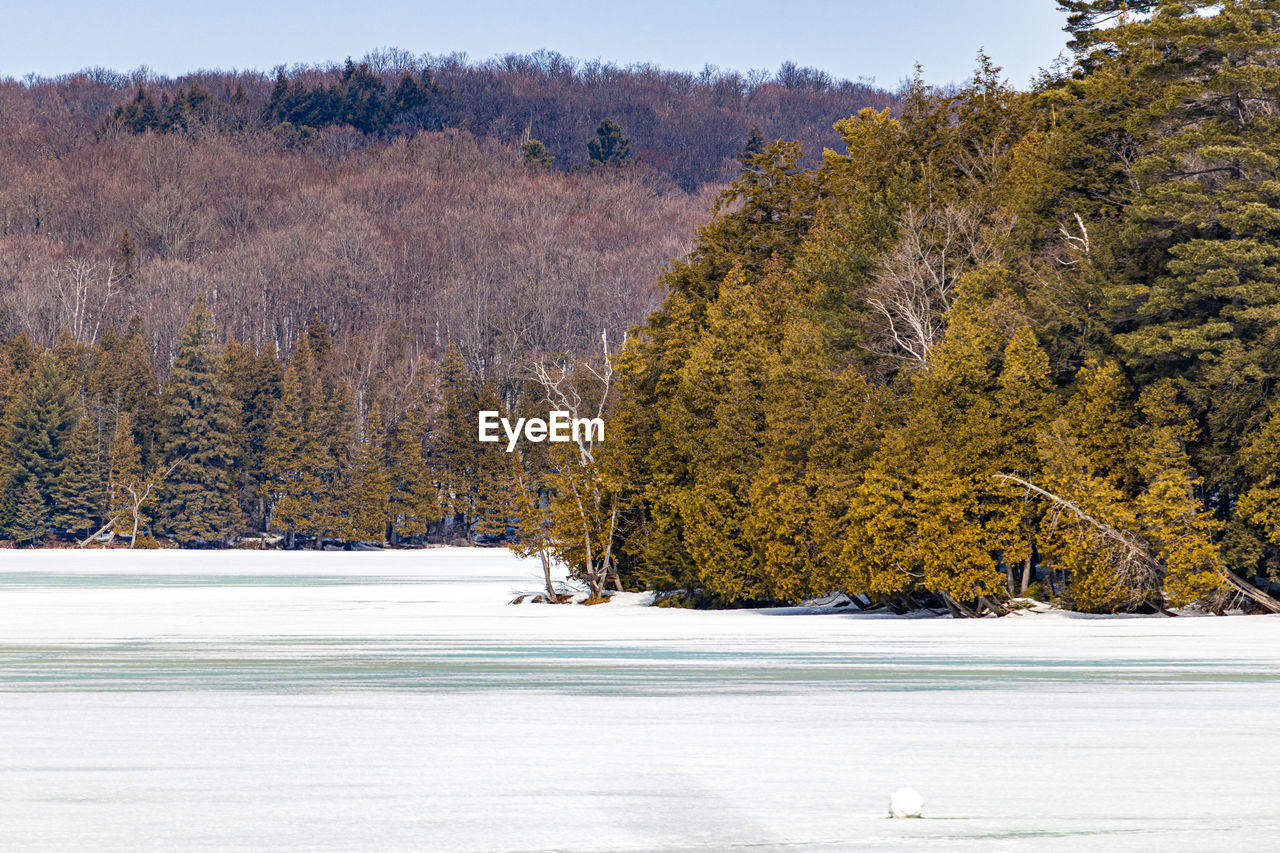 Trees and plants on snow covered land