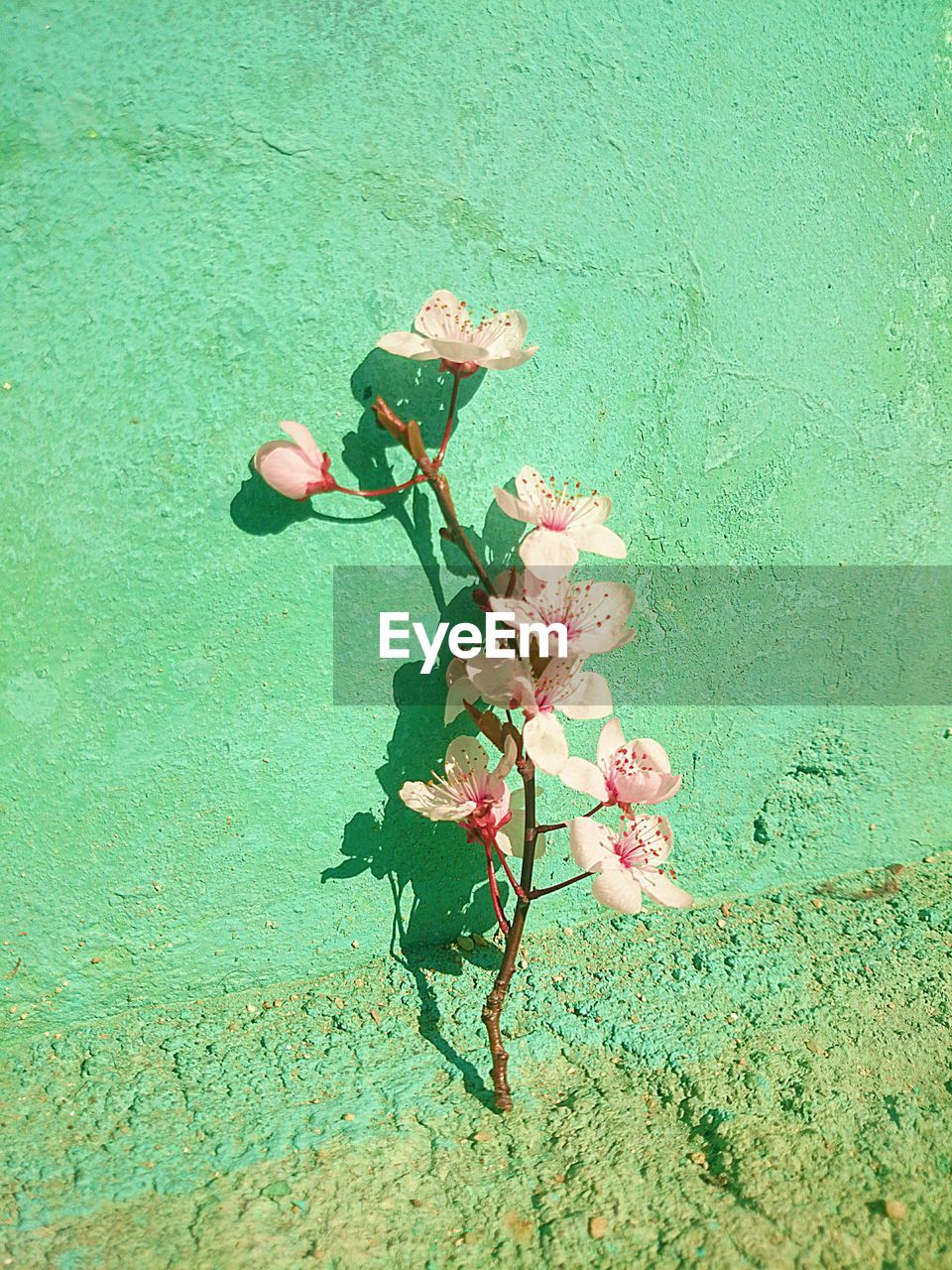 High angle view of pink flower against green wall