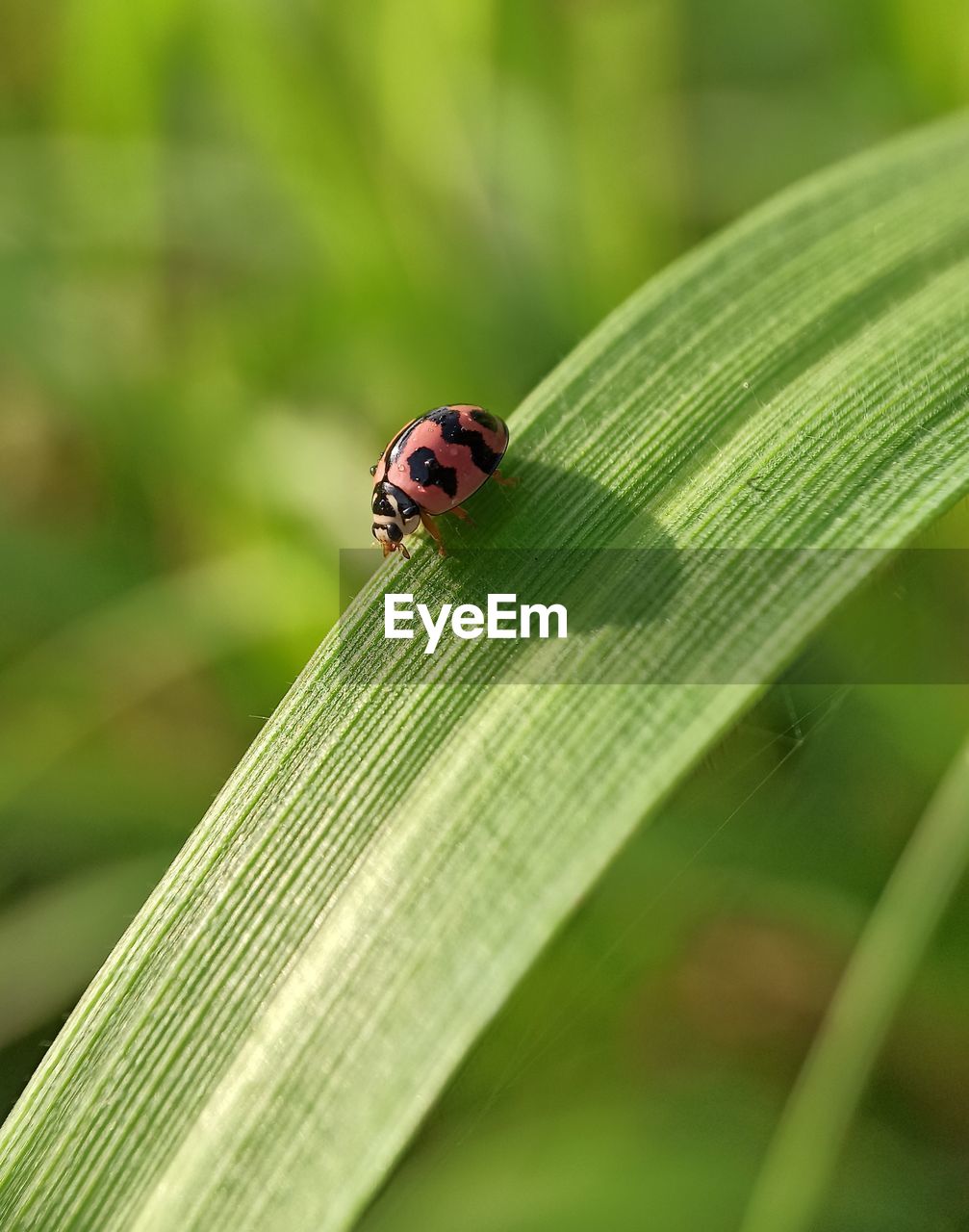 Close-up of ladybug on leaf