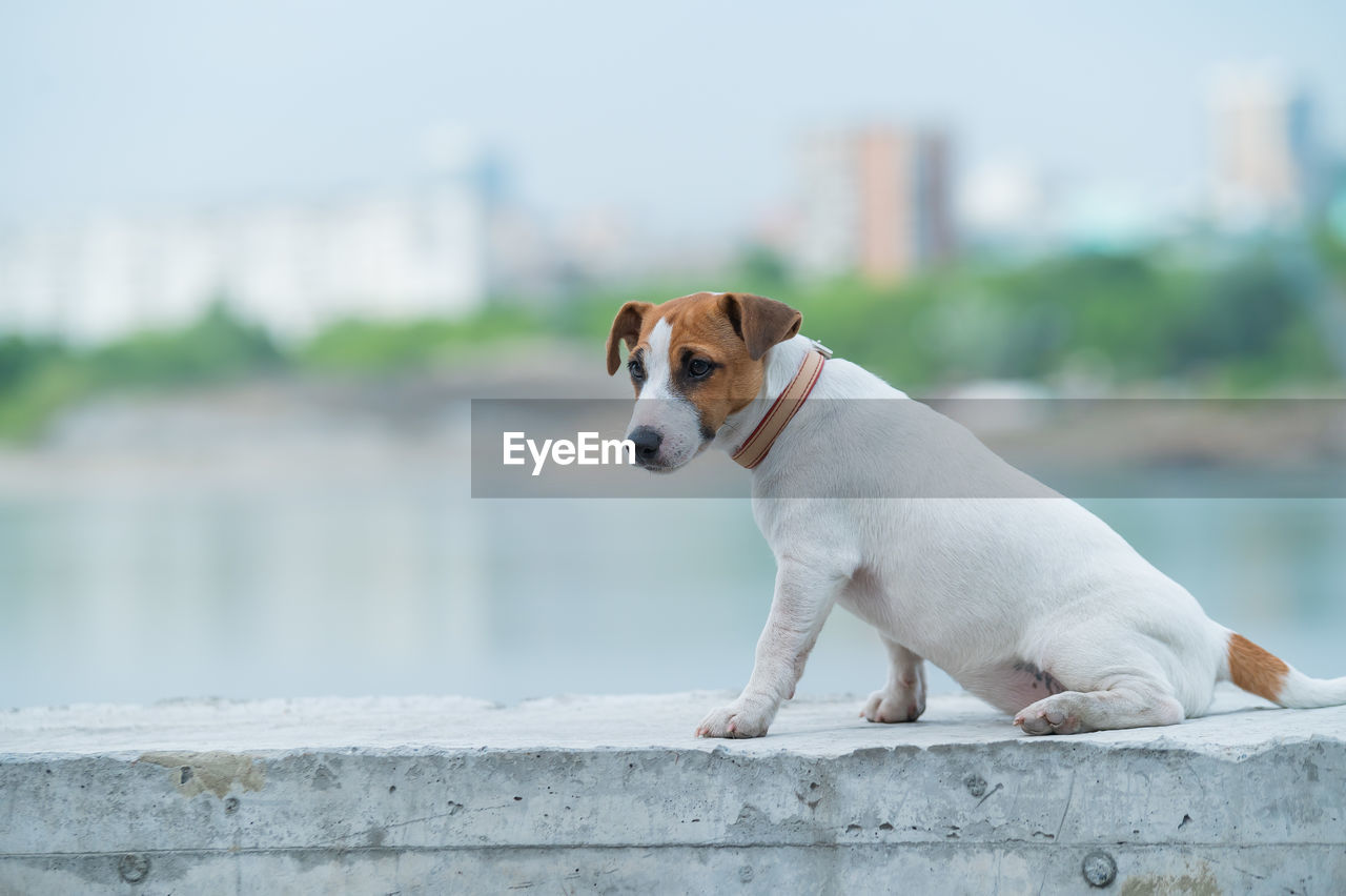 PORTRAIT OF DOG LOOKING AWAY ON WALL