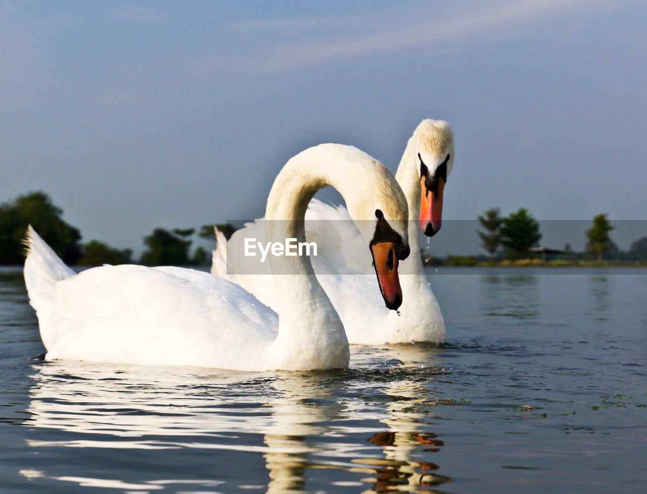 Swan floating on lake