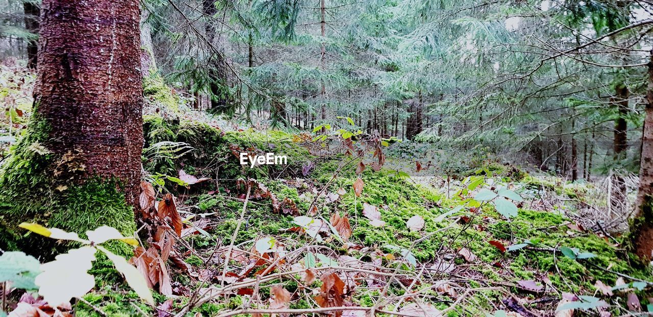 TREES GROWING IN FOREST
