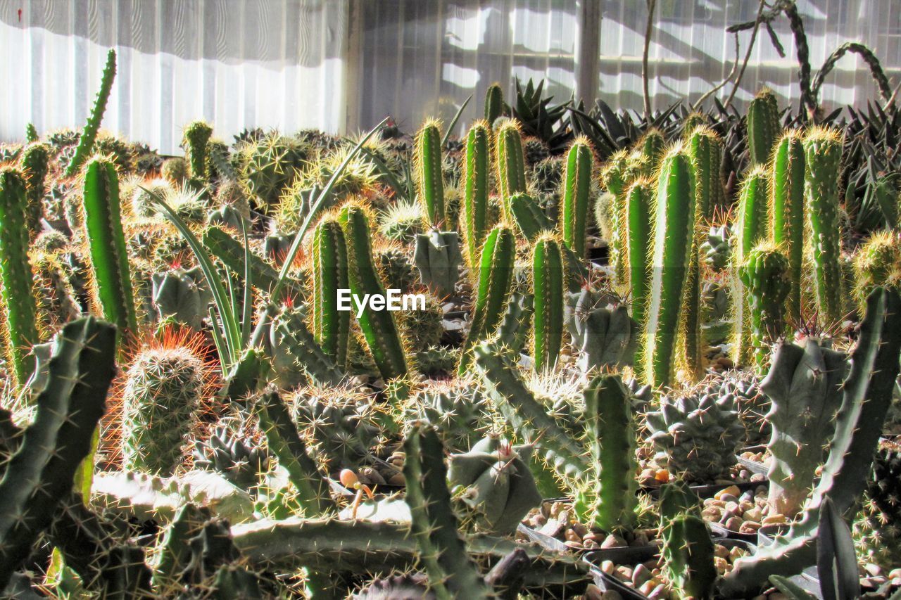 Close-up of succulent desert plants growing on nursery