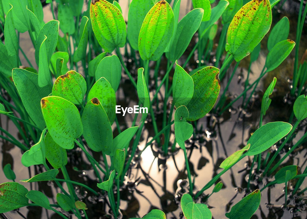 High angle view of plant growing in pond