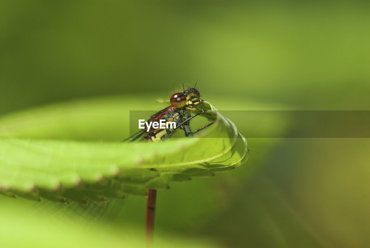 Close-up of insect on green leaf