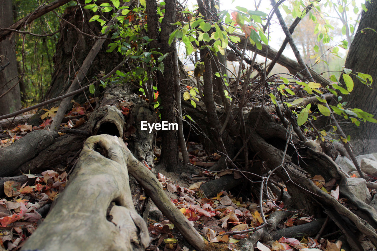 CLOSE-UP OF ROOTS ON TREE