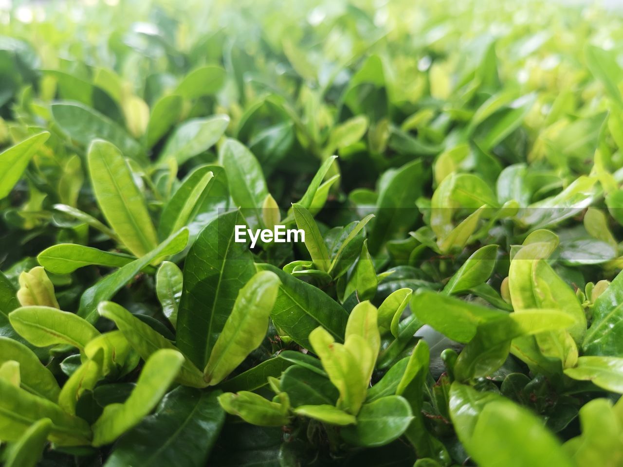 FULL FRAME SHOT OF FRESH GREEN LEAVES