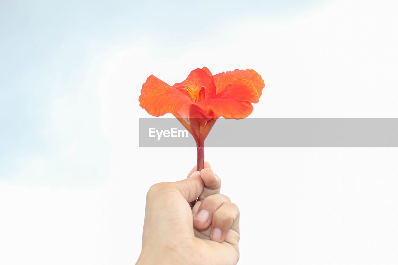 CLOSE-UP OF HAND HOLDING RED FLOWERING PLANT