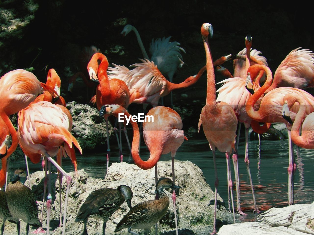 Ducks and flamingoes on rocks by pond