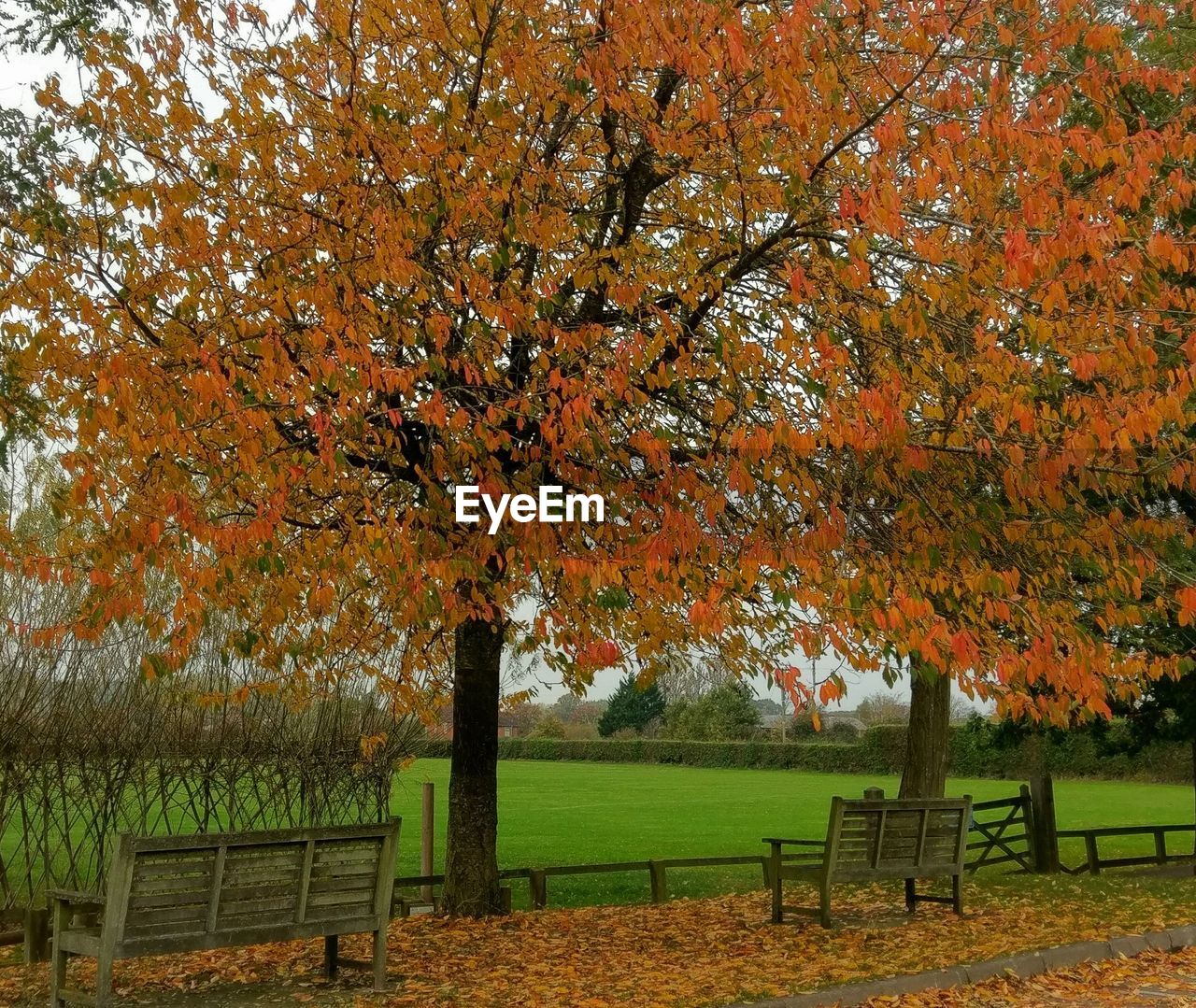 AUTUMN TREES IN PARK DURING RAINY SEASON