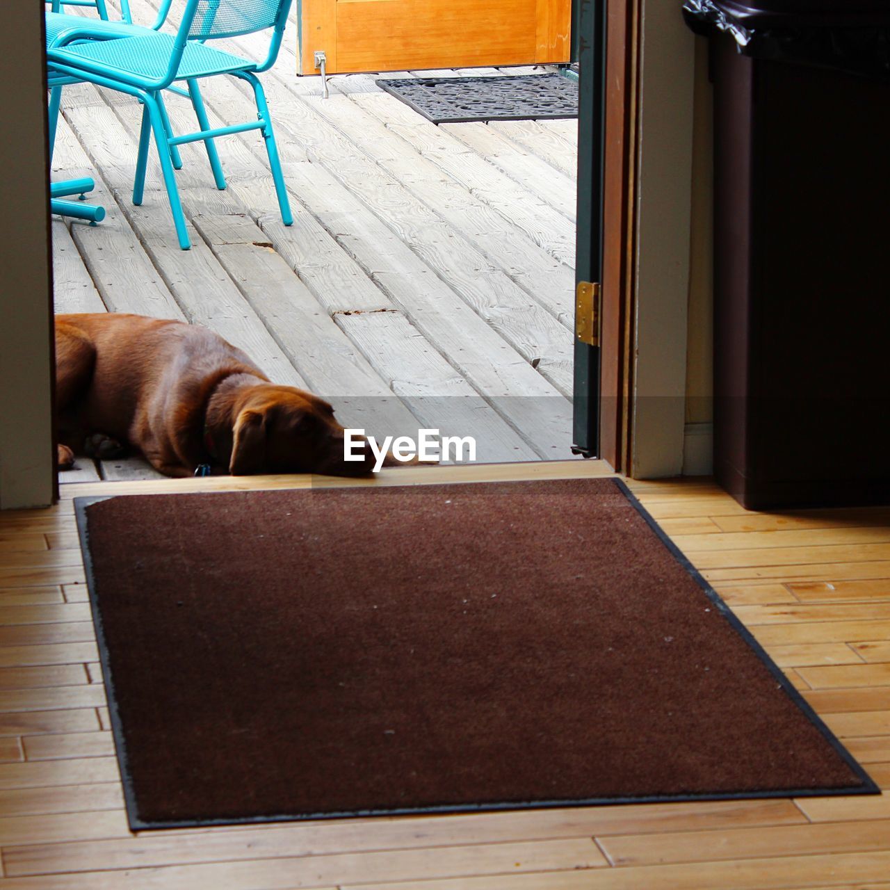 High angle view of dog resting at entrance of home