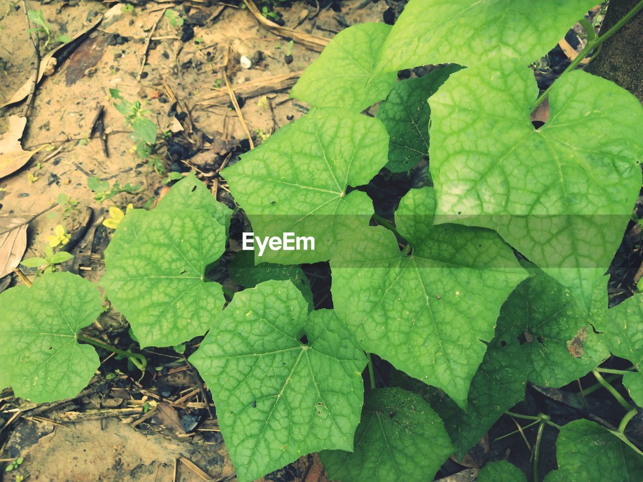 HIGH ANGLE VIEW OF LEAVES ON PLANT