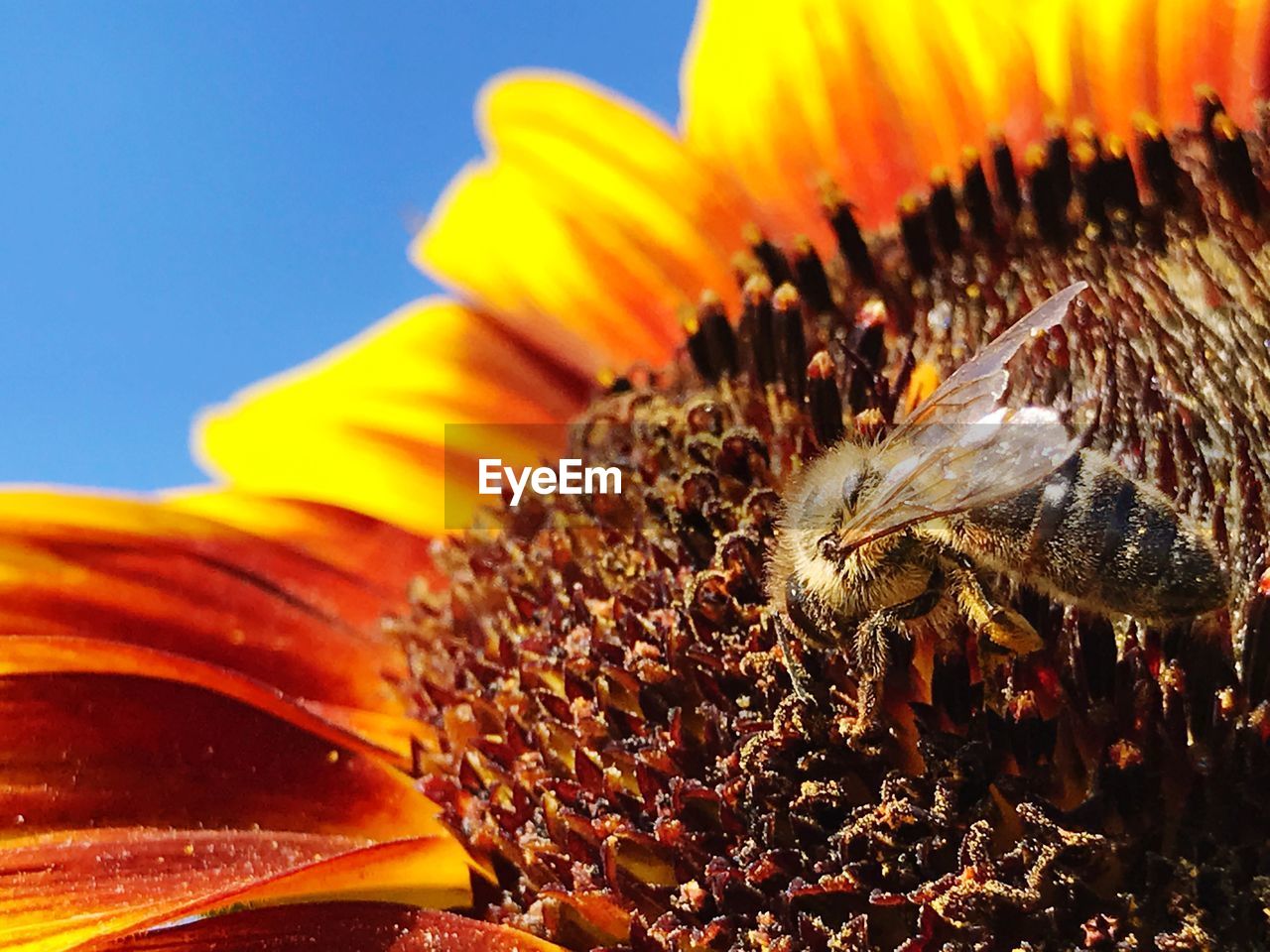 CLOSE-UP OF BEE POLLINATING FLOWER