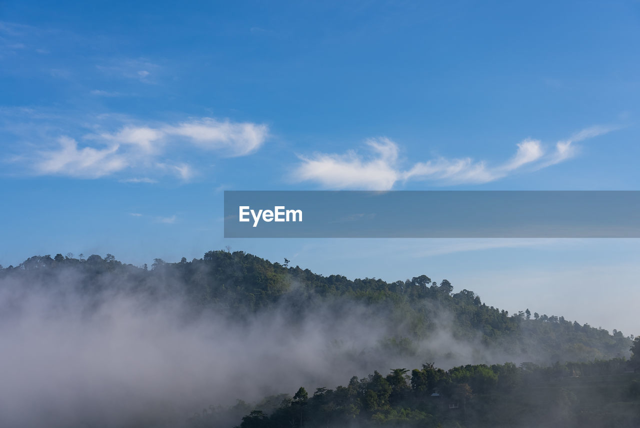 panoramic view of trees against sky