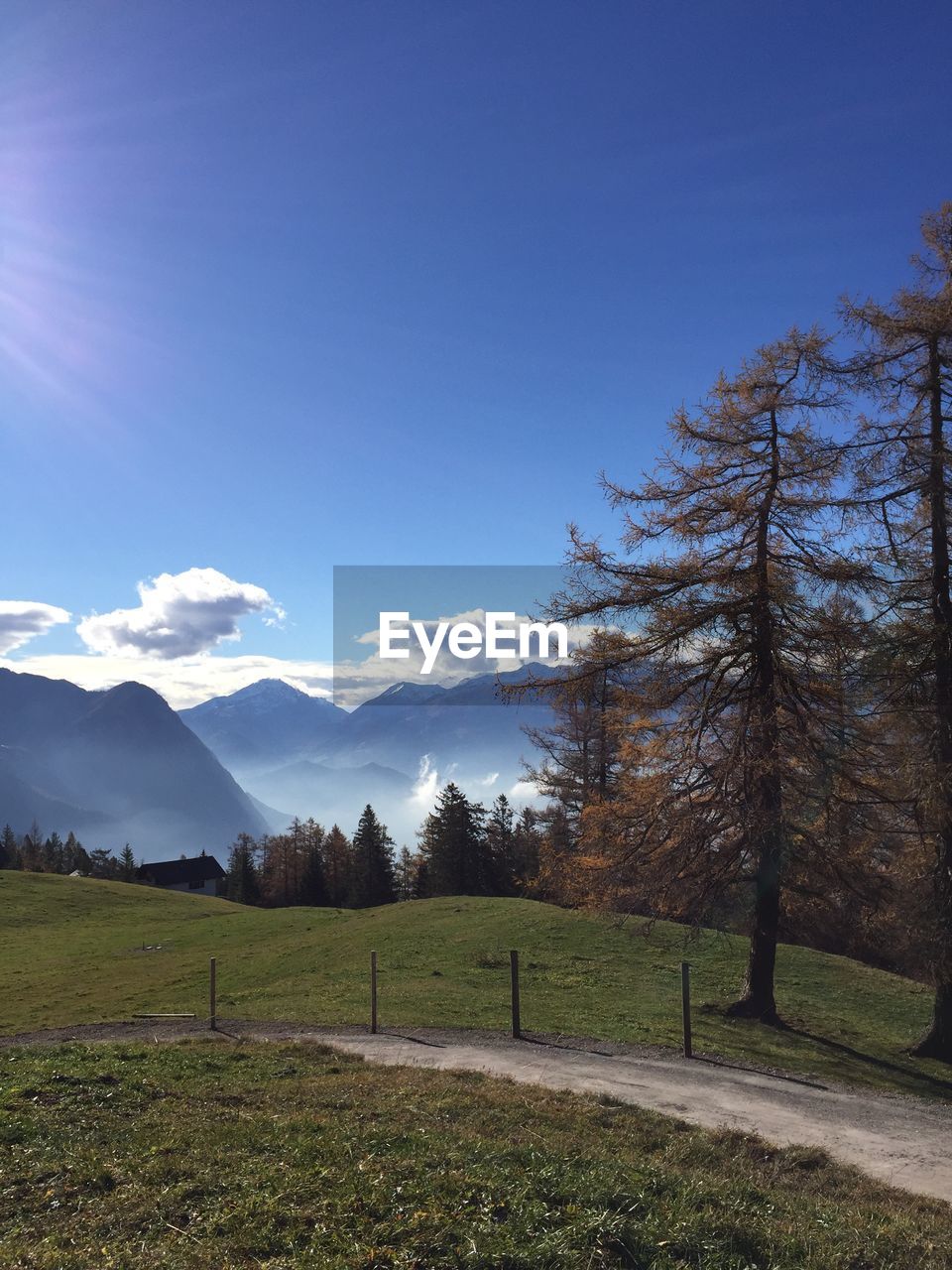 Trees on field against blue sky