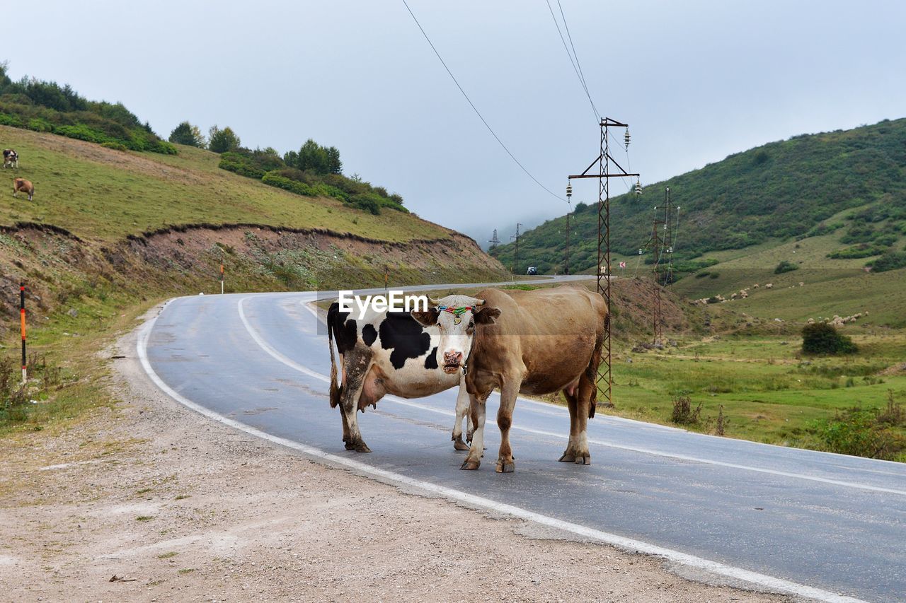 View of cows on road