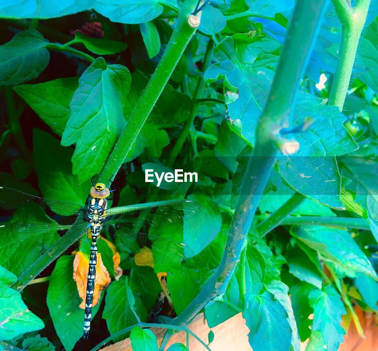 CLOSE-UP OF GRASSHOPPER ON PLANT