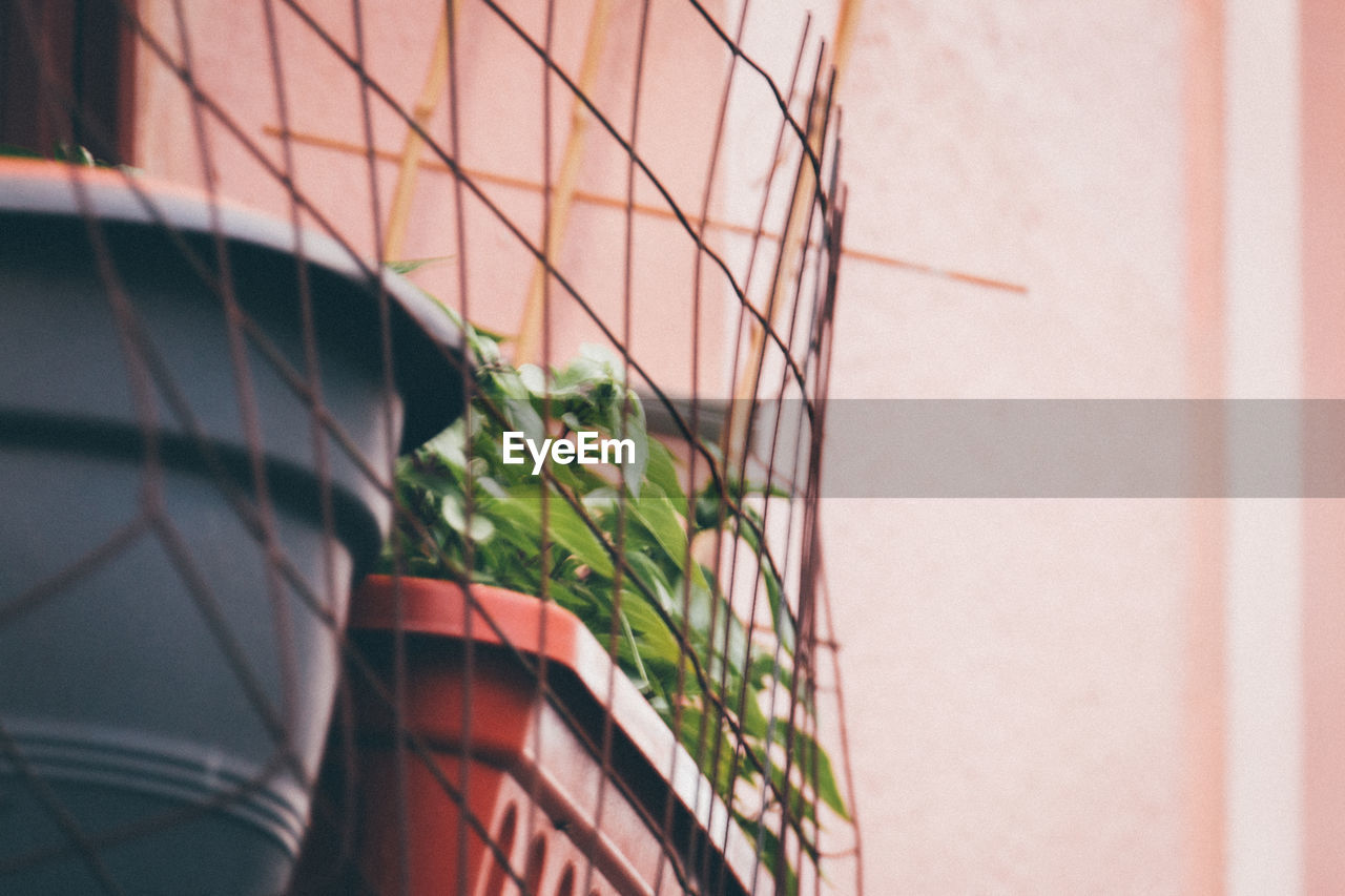 Low angle view of potted plants by fence against wall